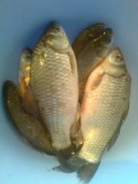 Continuare  - imagecxcds.jpeg